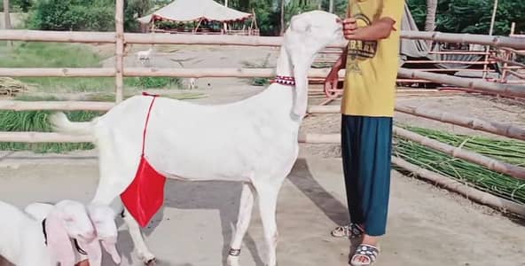 2 Bacchon ka sath Desi Bakri For Sale/ 03704685463