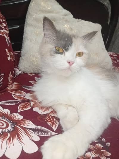 Mother cat with 2 kittens  Healthy and friendly