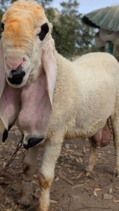 pure kajla dumba sarghodha/ bakra/ chatra  Qurbani 2026/