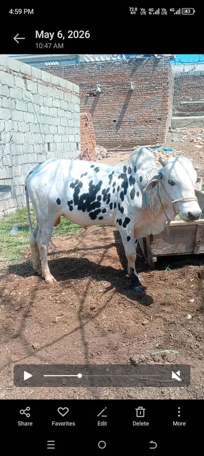 qurbani