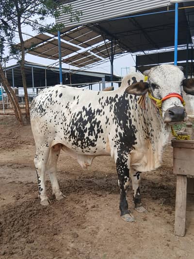Qurbani Animal For Sale