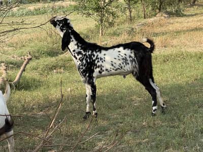 Andal bakra | Khassi | donday bakry | Goat for sale | 2100 per KG |