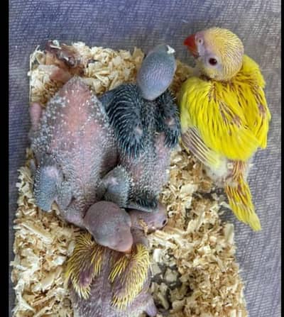 green,yellow,white parrot chicks and pairs available