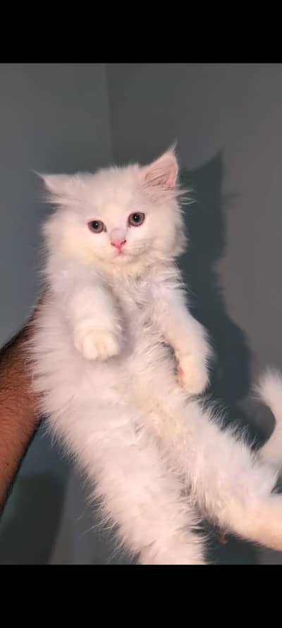 Persian kitten for sale