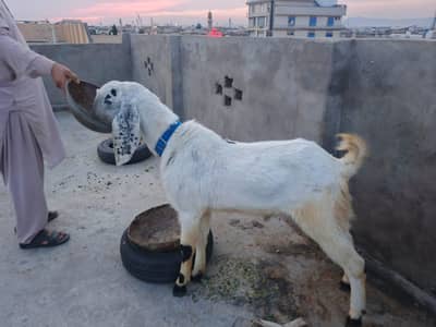 bakra meet weight 35 kilo