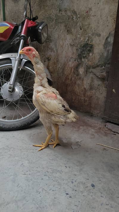 Aseel sindhi murgi