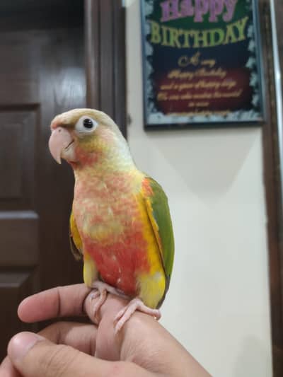 Mashallah high red factor yellow sided,pineapple conure near to self