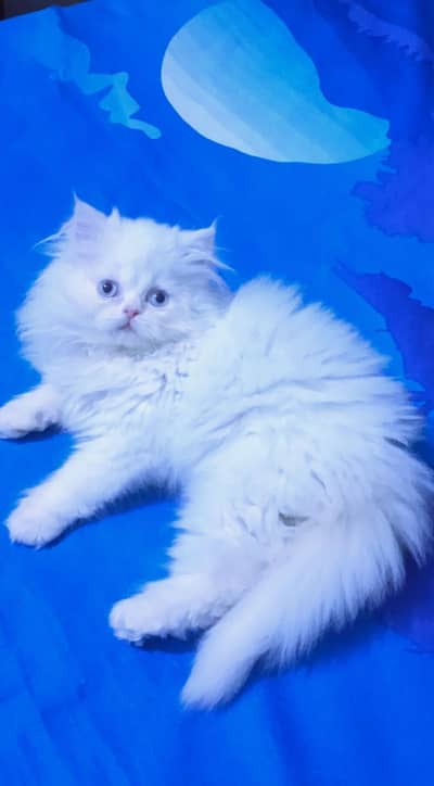 Persian kittens triple coat pair  for sale contact whatsap 03055534678