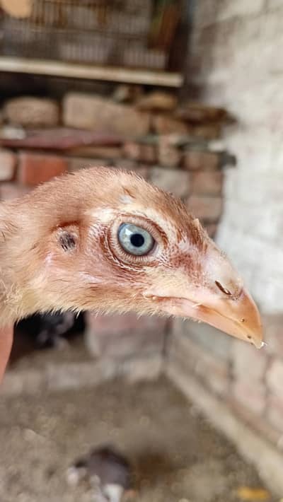 Aseel chicks high Quility Active And Healthy