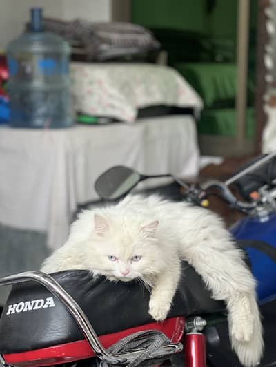 Cat for sale