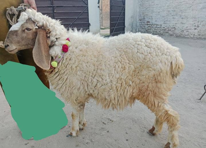 ،قربانی کا دنبہ فارسیل ،میانوالی 2