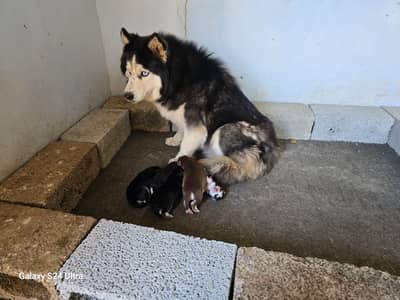 Siberian Husky female puppy | woolly coat | blue eyes