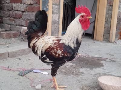 golden Misri male for sale full active and healthy