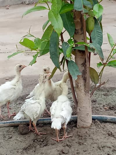 Turkey chiks and goldan misrii For Sale