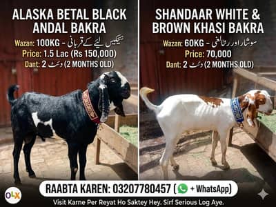 VIP Makhi China Bakra for Sale