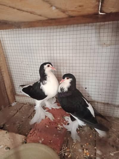 black sherazi pamoz pair available multan