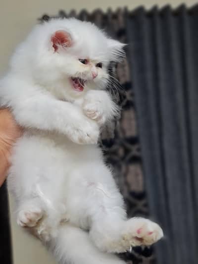 Persian kittens