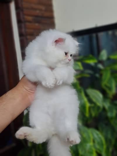 Persian kittens