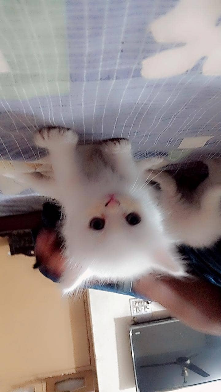 PERSIAN KITTEN 0