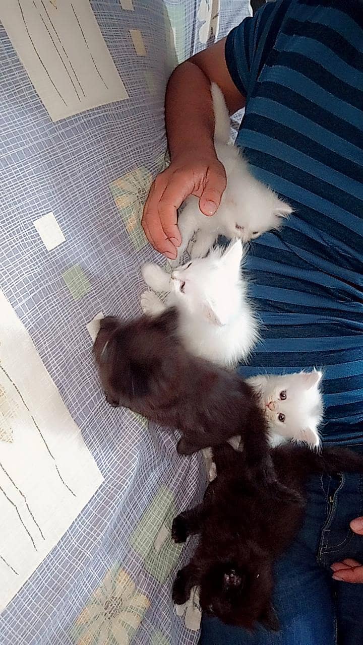 PERSIAN KITTEN 1