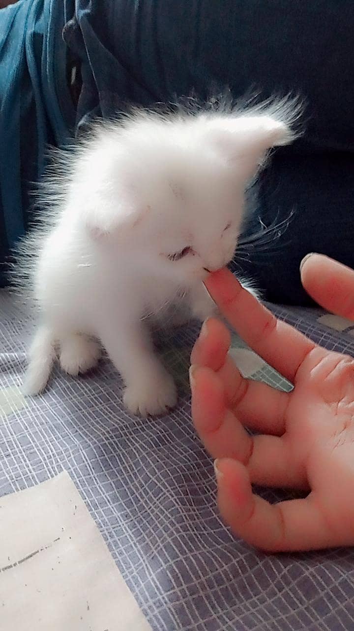 PERSIAN KITTEN 2