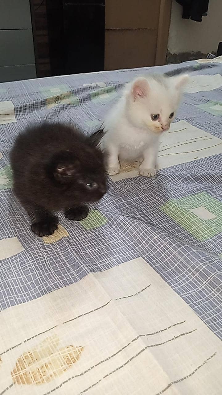 PERSIAN KITTEN 3