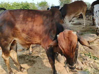 Sahiwal Bachry | Desi wachy | Bull | Qurbani 2026 | Bull For sale