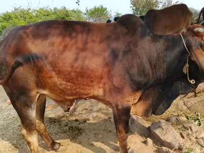 Sahiwal Bachry | Desi wachy | Bull | Qurbani 2026 | Bull For sale