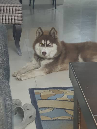 Husky looking for new home