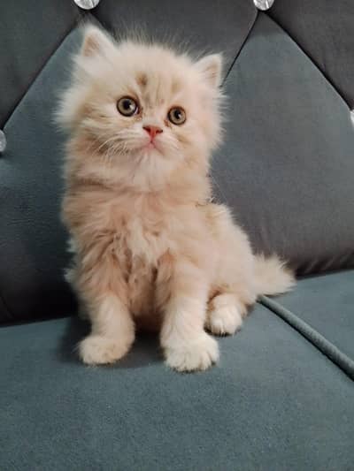Persian kitten