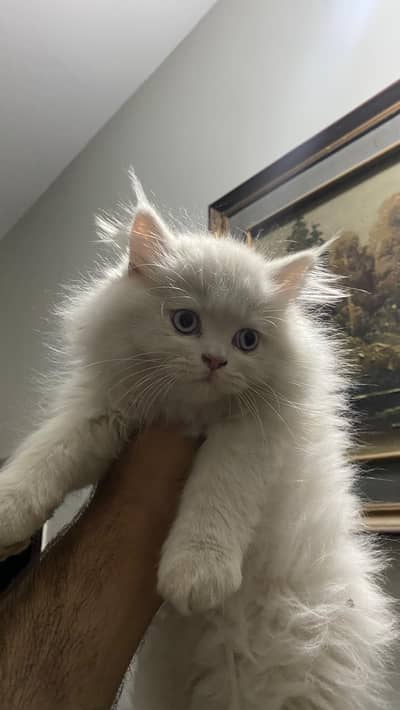 Pure White Persion Cat