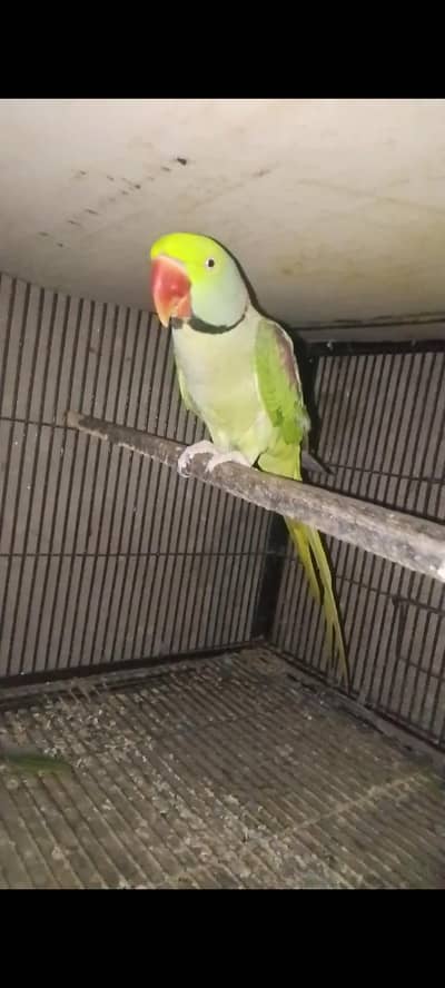 Ghrelo Male 3143275503