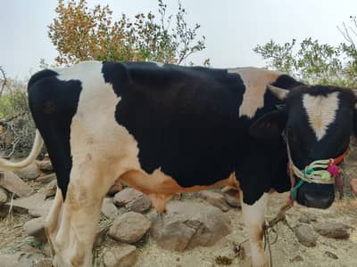 Sahiwal Bachry | Desi wachy | Bull | Qurbani 2026 | Bull For sale