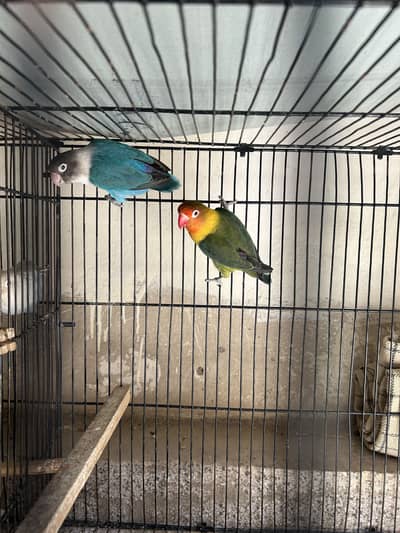 Lovebirds colony urgent for sale
