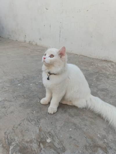 Persian Cat for Sale – Healthy & Vaccinated