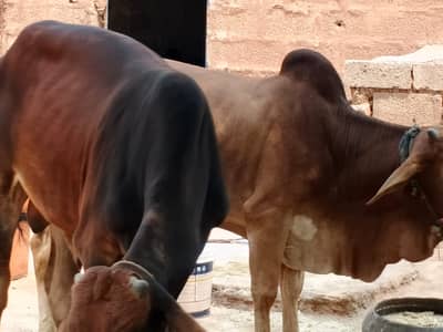 Sahiwal Bachry | Desi wachy | Bull | Qurbani 2026 | Bull For sale