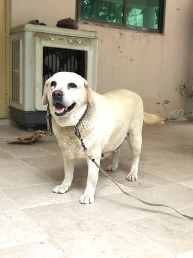 Labra | British Labra | Labrador Pair | Labra Dogs Pair | Dog For Sale
