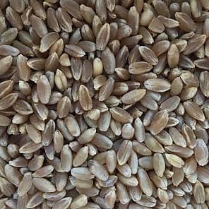 Black Wheat