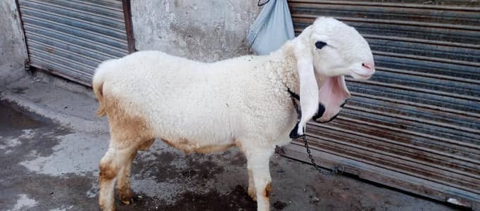 Eid qurban