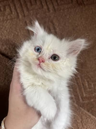 Odd eyes female persian cat doll face tripple coat 2 months old