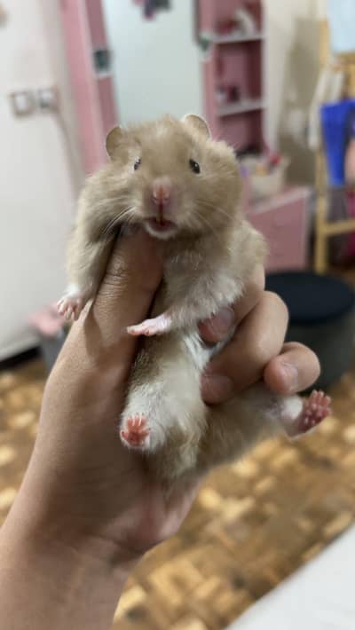 cute lite brown hamster