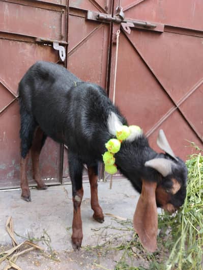 donda khassi bakra for sale