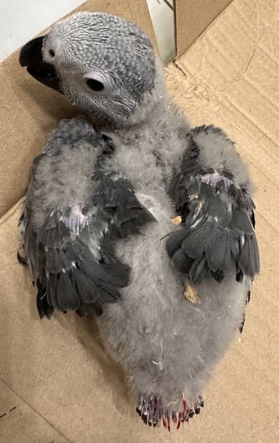 Grey parrot chicks 0336/0380560