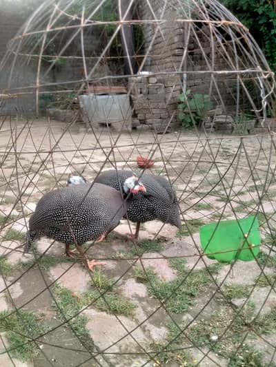 guena fowl