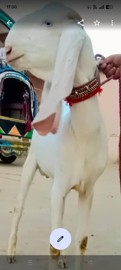 Rajan puri khubsort qurbani bkra