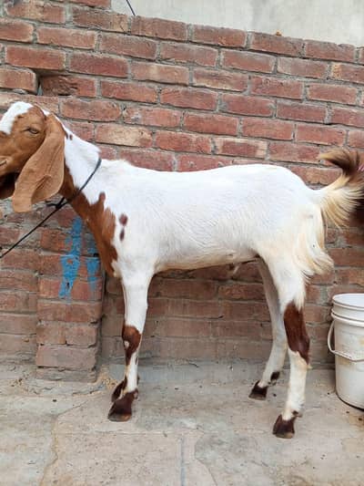 qurbani KY Liya Bakra