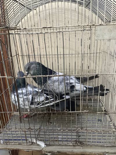Silver bajrai Top quality