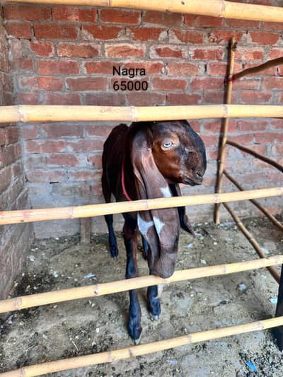 Nagra or Rajanpuri bachon wali bakrian