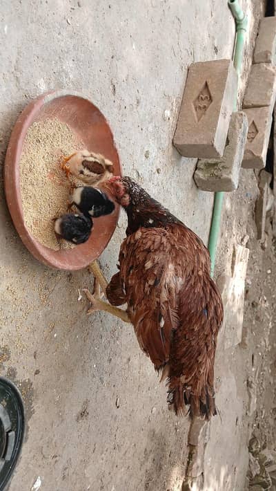 Mianwali Aseel Female, Kundal par,white ankh ,mazboot body,03319899077