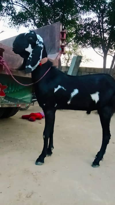 betal bkra brede qurbani bkra